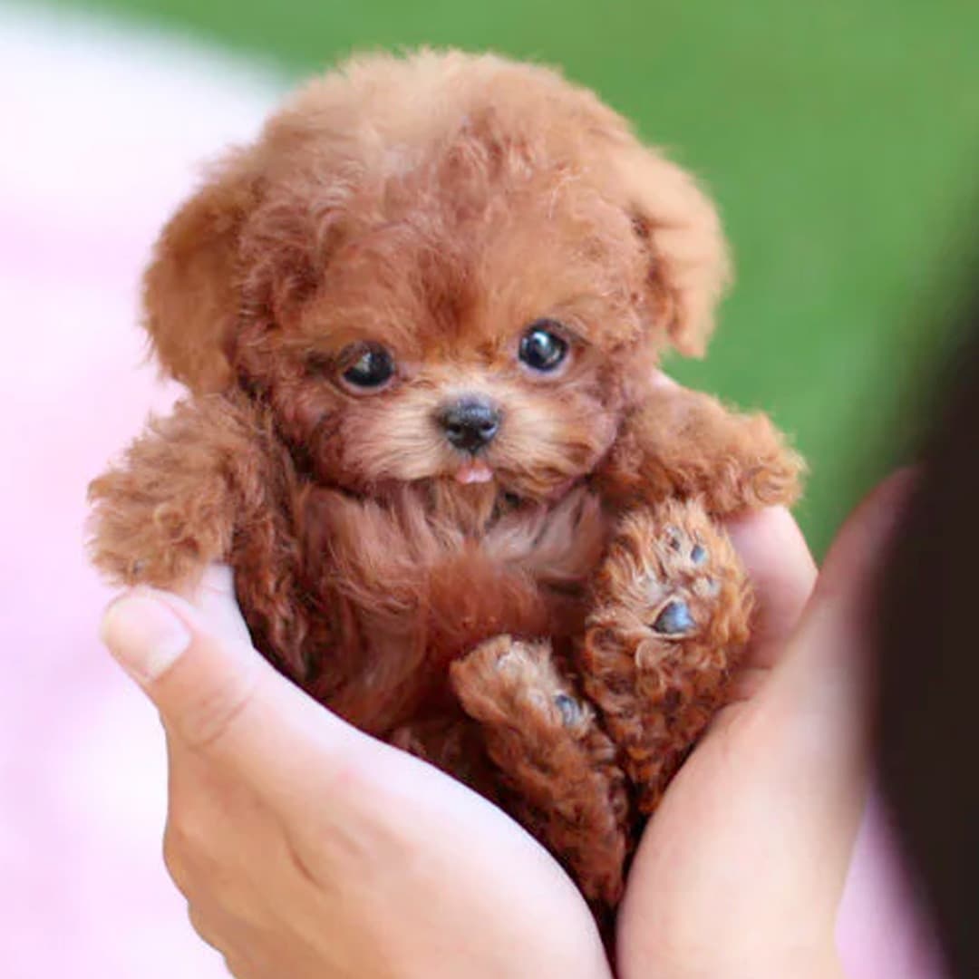 Robot Puppy Short Plush Doll image 6