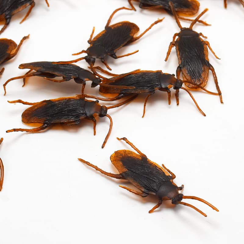 Halloween Simulation Cockroach Tidy Funny Disgusting Scary Toys image 2