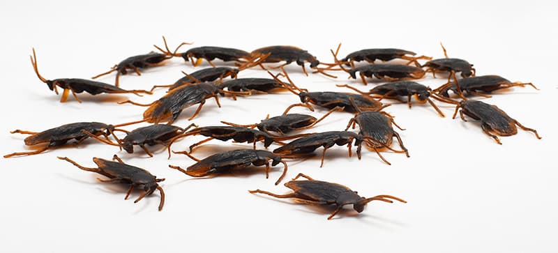 Halloween Simulation Cockroach Tidy Funny Disgusting Scary Toys image 4